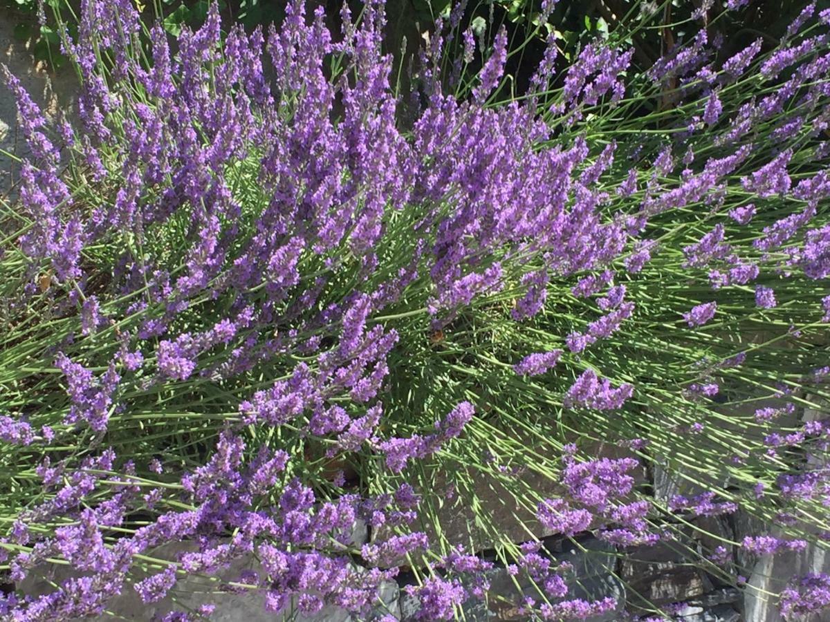 Maison Casa Lavanda Bellagio Eksteriør billede